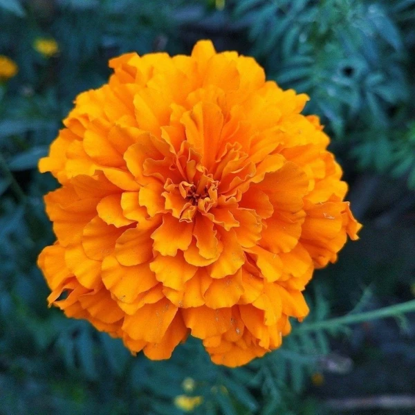 Marigold / Genda Mixed Seeds | Flower seeds |