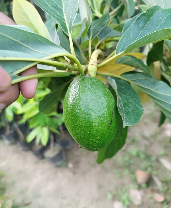Avocado (Mexican Helen)