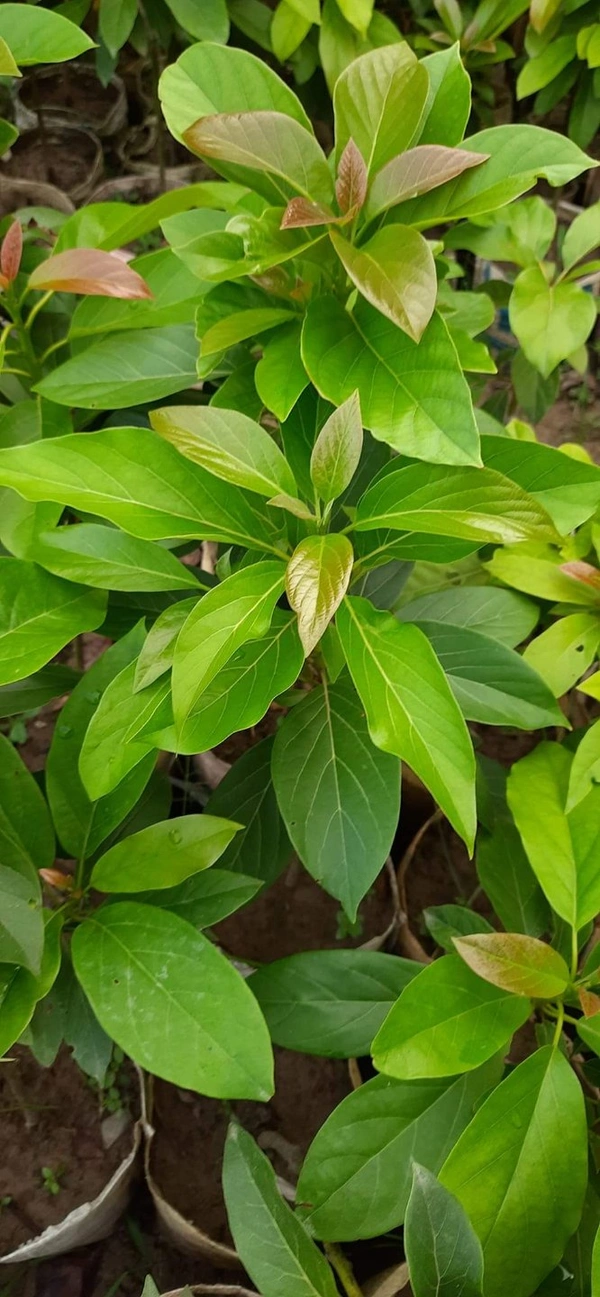 Avocado (Mexican Helen)