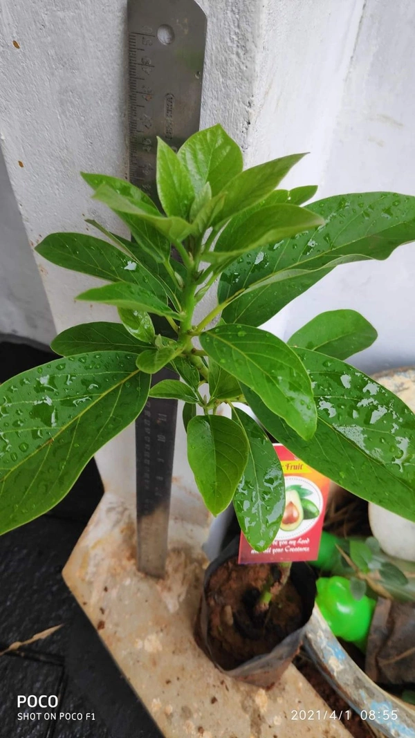 Avocado (Mexican Helen)