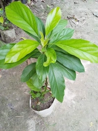 Avocado (Mexican Helen)