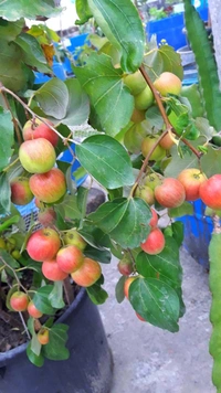 Seedless Apple Ber