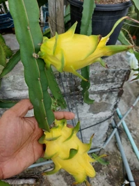 Yellow Dragon