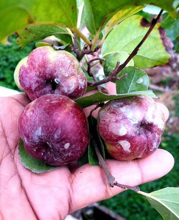 Manila Cherry 