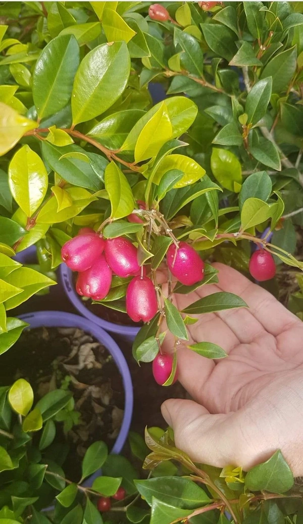 Lilly Pilly Berry