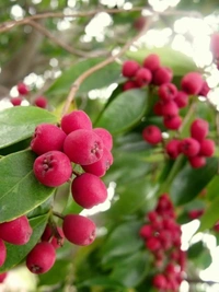 Lilly Pilly Berry