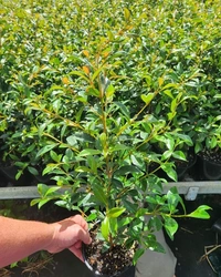 Lilly Pilly Berry