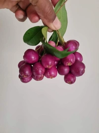 Lilly Pilly Berry
