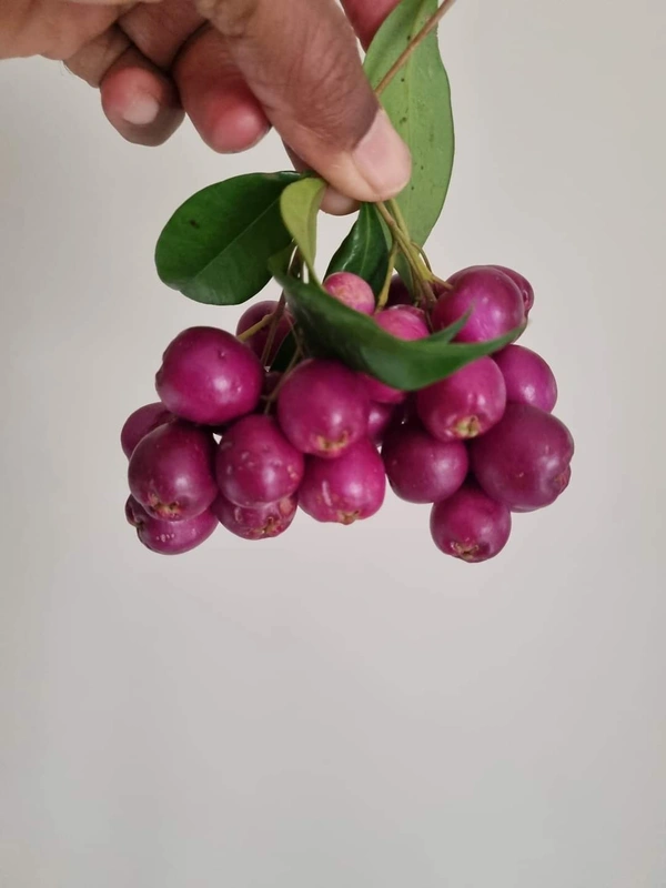 Lilly Pilly Berry