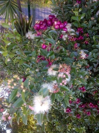Lilly Pilly Berry
