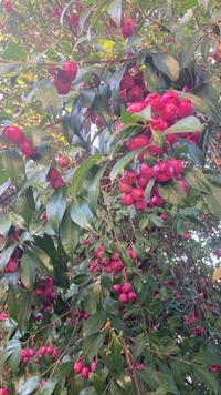 Lilly Pilly Berry
