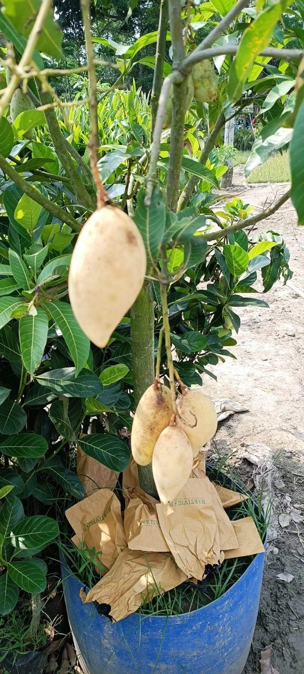 White Nam Docmai Mango 