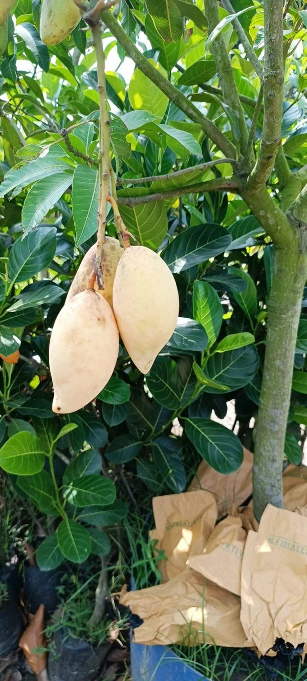 White Nam Docmai Mango 