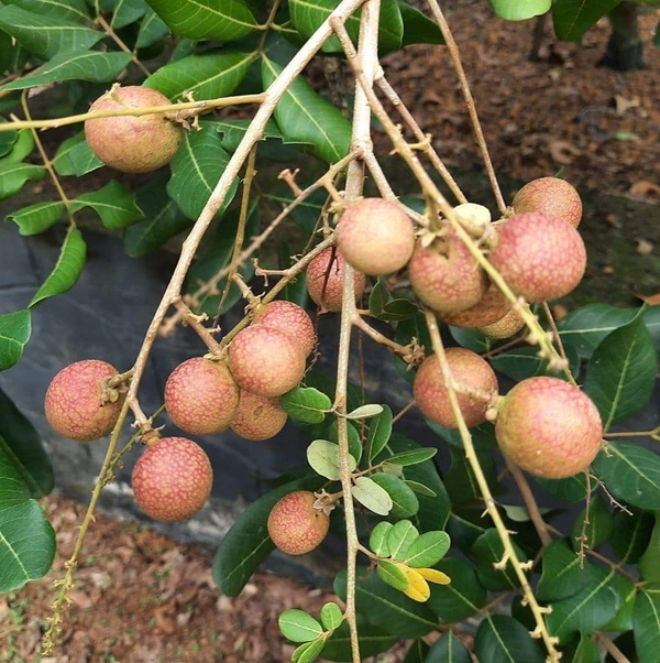 Ping Pong Longan