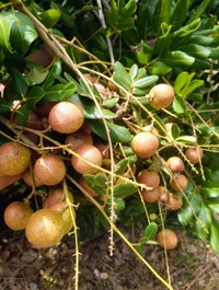 Ping Pong Longan