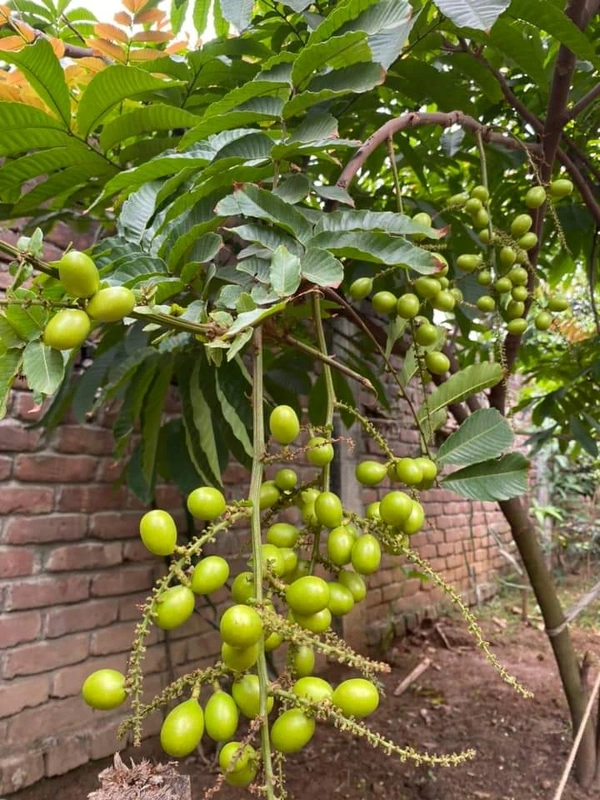 Matoya Fruit