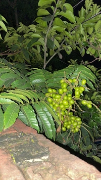Matoya Fruit