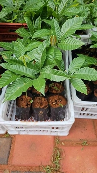 Matoya Fruit