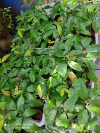 Matoya Fruit