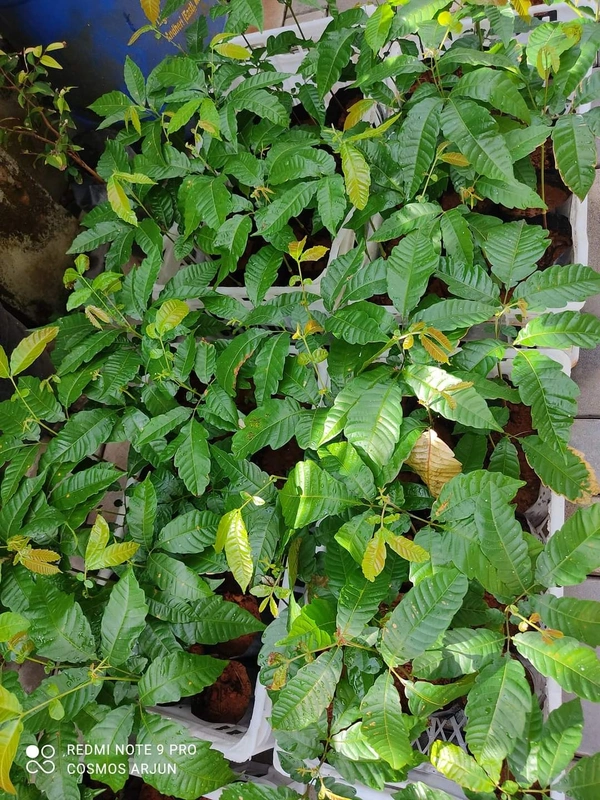 Matoya Fruit