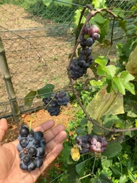 Black Grape