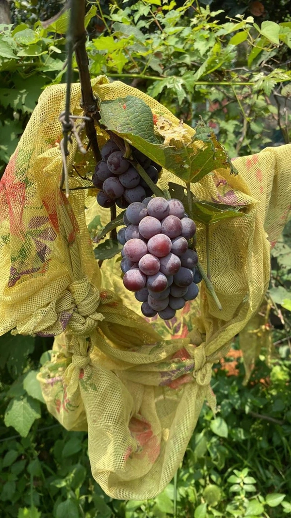 Black Grape