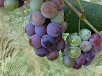 Black Grape