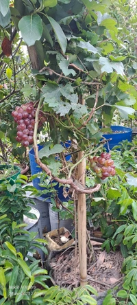 Black Grape