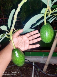 Avocado (Mexican Helen)