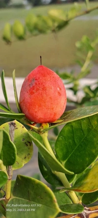 Sweet Thai karanda