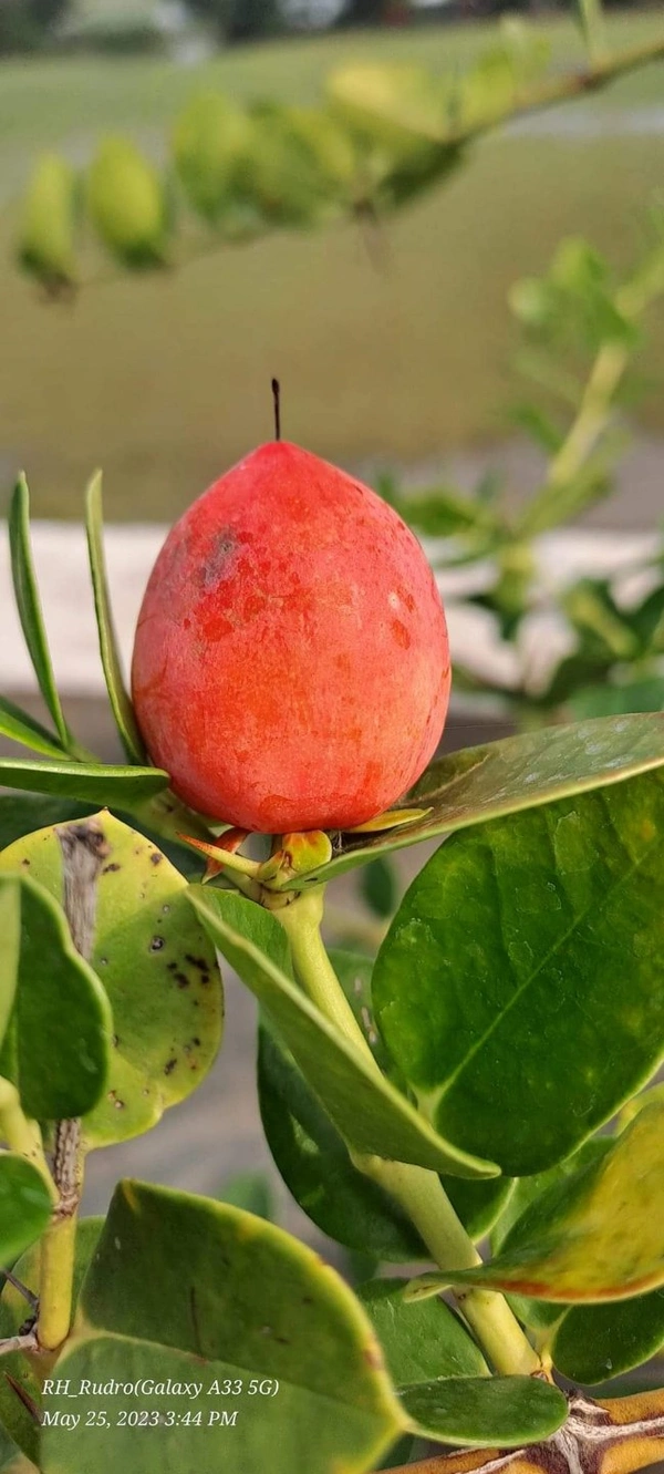 Sweet Thai karanda