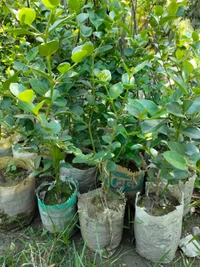 Sweet Thai karanda