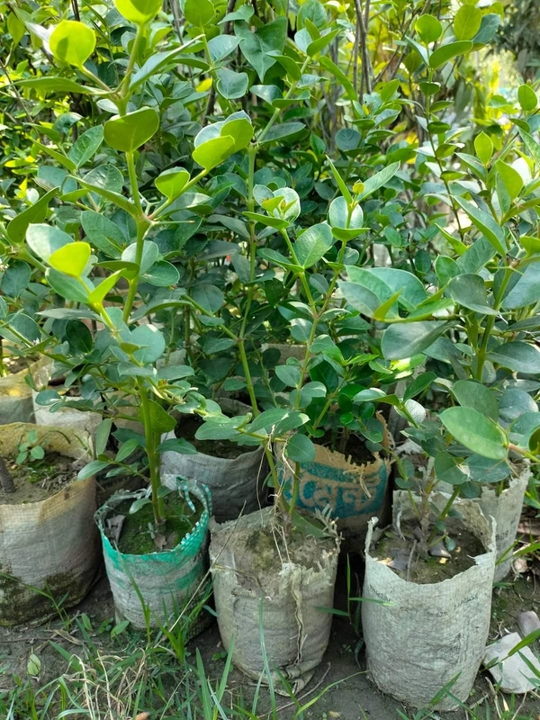 Sweet Thai karanda
