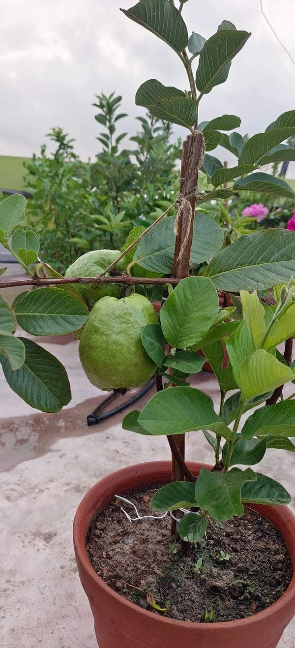 Super 10 Guava