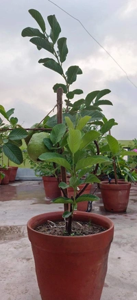 Super 10 Guava