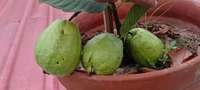 Super 10 Guava