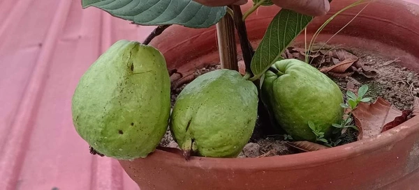 Super 10 Guava