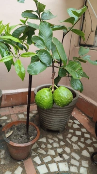Super 10 Guava