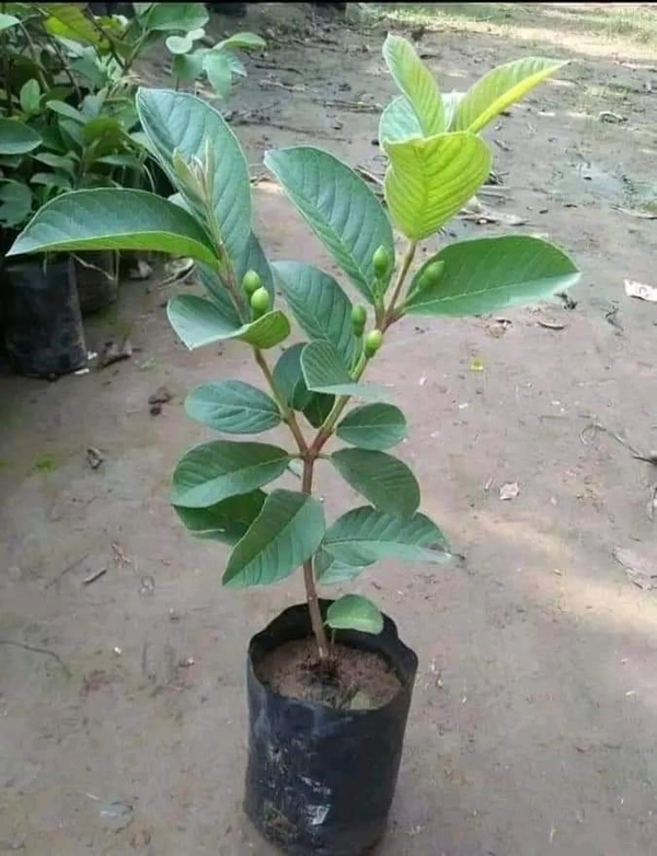 Super 10 Guava
