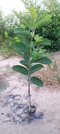 Red Diamond Guava