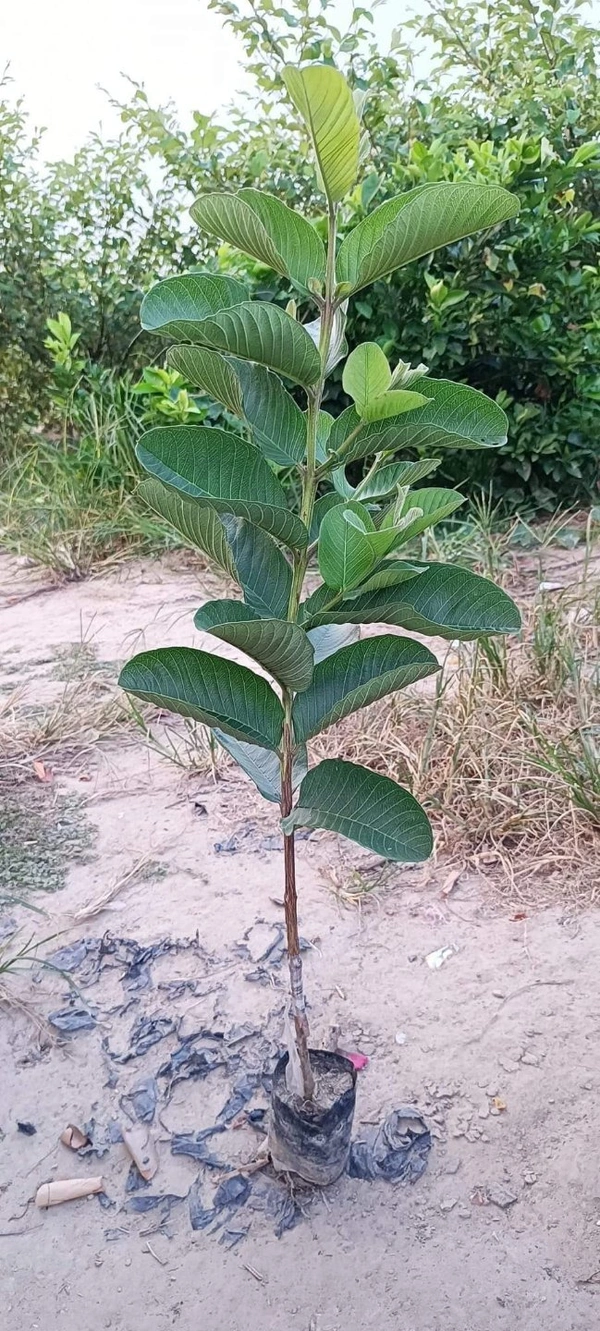 Red Diamond Guava
