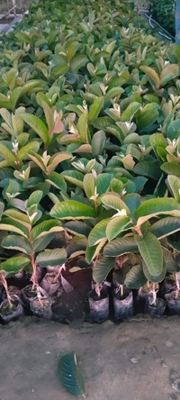 Red Diamond Guava