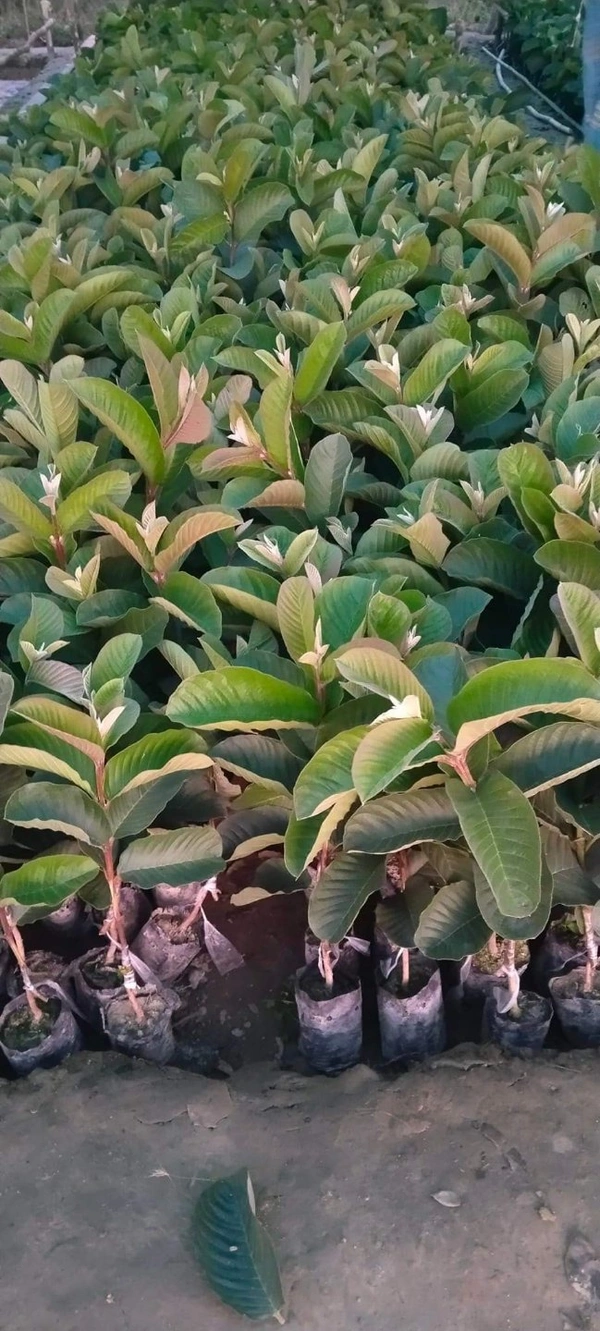 Red Diamond Guava