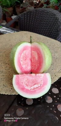 Red Diamond Guava