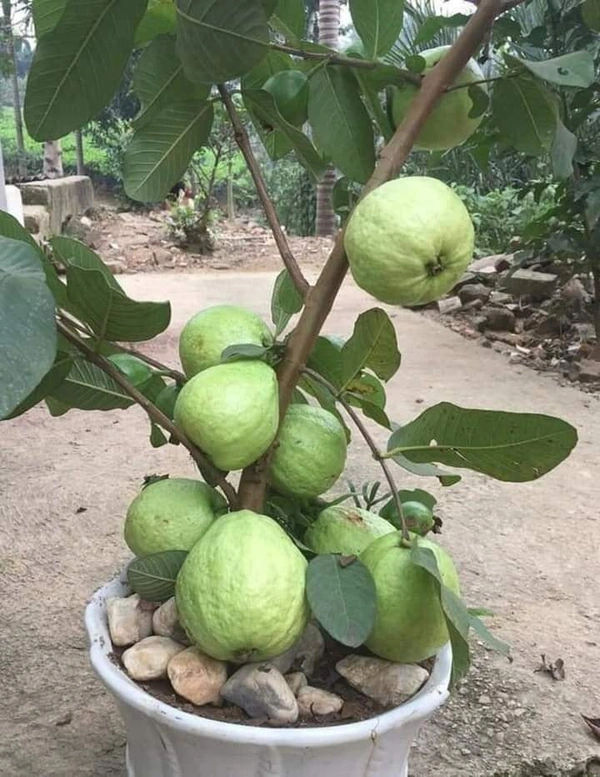 Red Diamond Guava