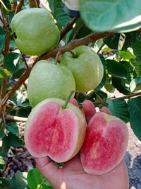 Red Diamond Guava