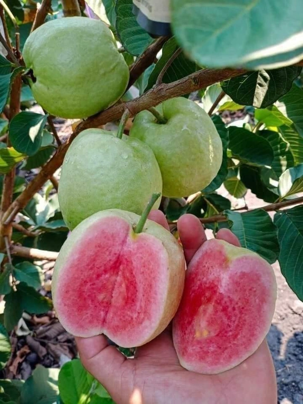 Red Diamond Guava