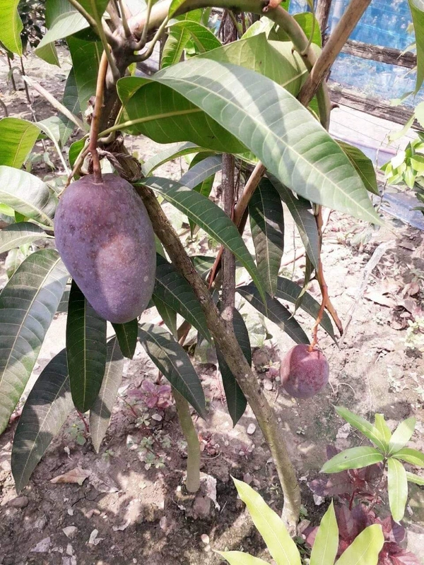 Purple Mango