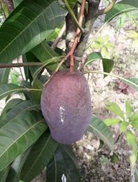 Purple Mango