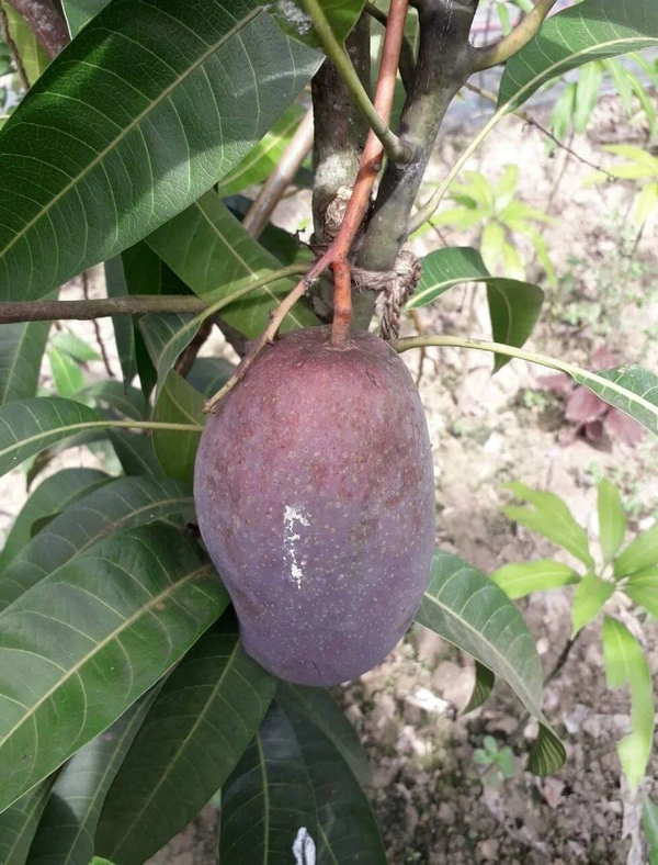 Purple Mango